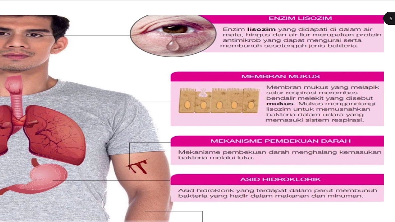 Bio T4 B11: keimunan manusia (11.1 & 11.2) #part1