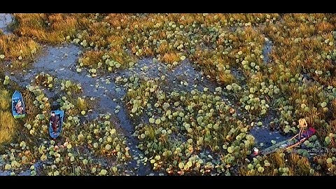 Câu Cá Lóc, Lần Đầu Trải Nghiệm Tràm Chim Thiên Đường Của Các Cần Thủ Nhưng K Dể Ăn Đâu Nha Các Bạn.