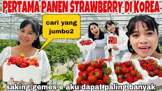 PERTAMA PANEN STROWBERRY DI KOREA ,PILIH YANG JUMBO AJA ( SAKING GEMES E DAPAT PALING BANYAK)