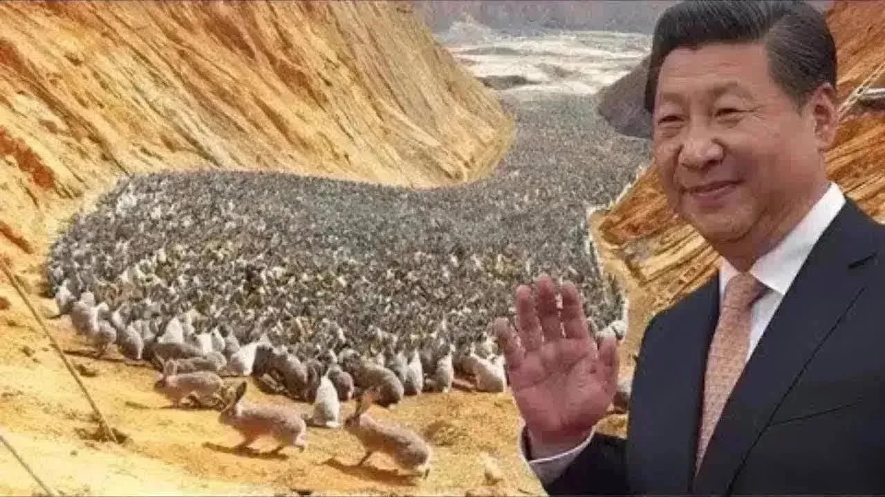 Вот почему Китай переселил 1 миллион кроликов в пустыню, а год спустя мир был потрясен.