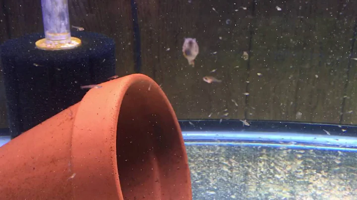 Piranha Fry Eating Brine Shrimp