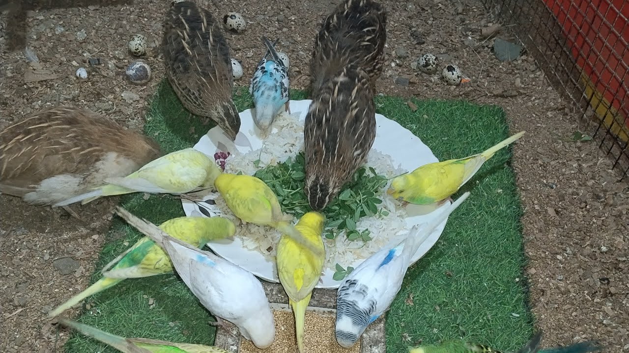 Budgies Eating Boiled Rice and Green Vegetable 🥒🦜🌽