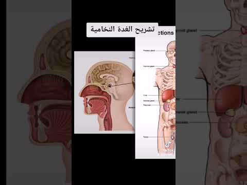وظائف الغدة النخامية
