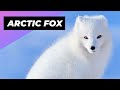 Arctic Fox The Arctic S Cutest Predator 