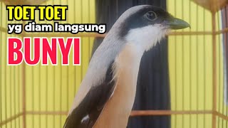 toet toet suara cendet gacor Di PAGI HARI sangat efektif buat Pancingan cendet diam agar cpt bunyi