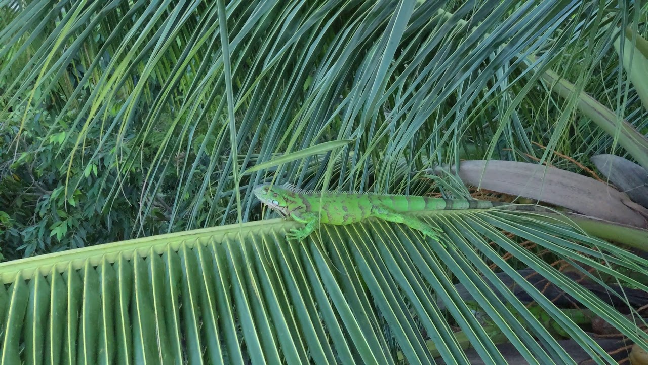 AUTEL EVO(IGUANA SPOTTING IN TRINIDAD & TOBAGO)