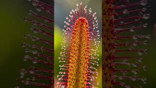 Don't Touch! Testing the World's Deadliest Plants.#VenusFlytrap #NatureFacts #Plants