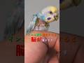 インコ臭を摂取すると脳が蕩けますよね
