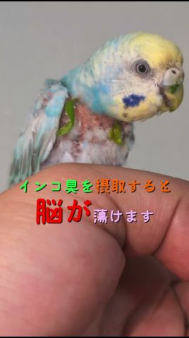 インコ臭を摂取すると脳が蕩けますよね