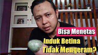 Murai batu betina tidak mengeram di siang hari‼️apakah telurnya bisa menetas❓#MuraiBatuMedan #Pastol