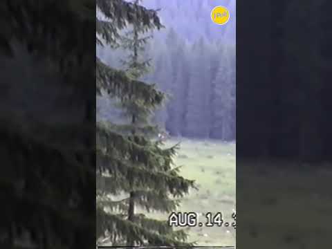 We Found Bigfoot… OH YEAH!!! #shorts