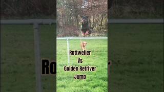 Rottweiler VS Golden Retriever Jumping over fence #dog #dogs #funny #commedy #my #name #jeff #fail