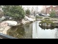 Обитатели пруда в парке Саши Филиппова благополучно пережили зимовку