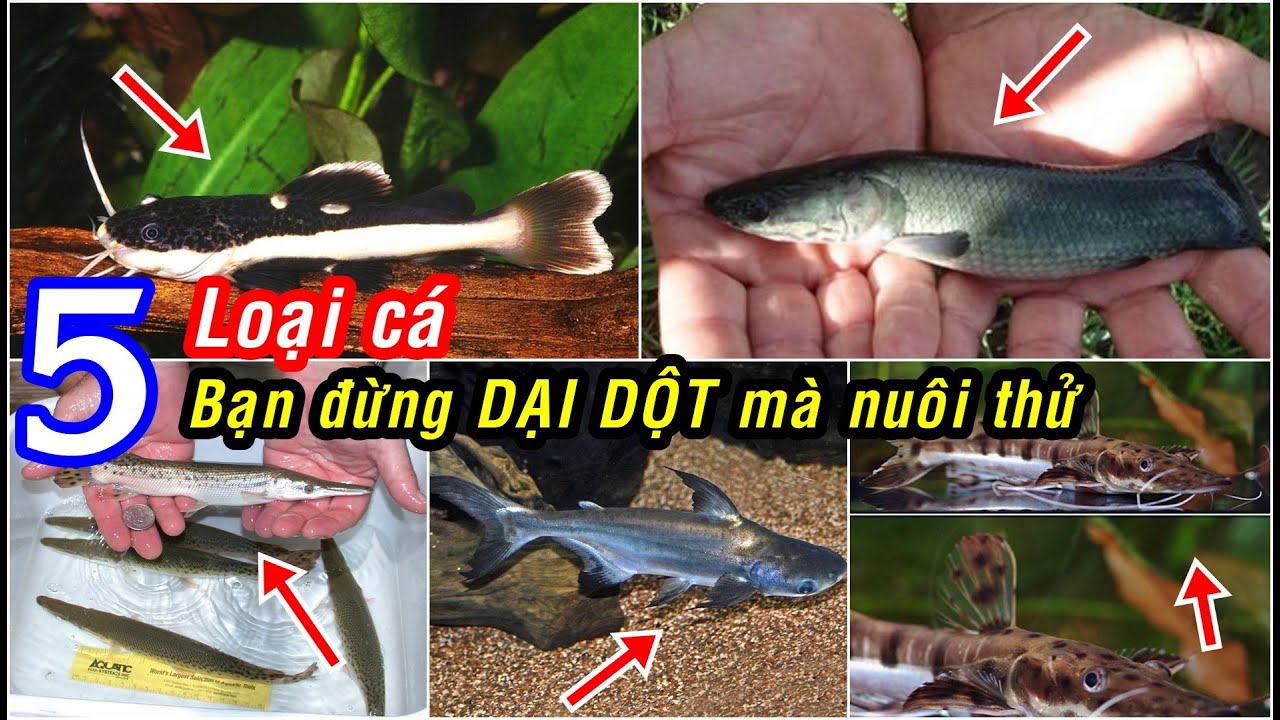 Bạn đừng DẠI DỘT mà nuôi 5 loại cá này. Sau này hối... - youtube