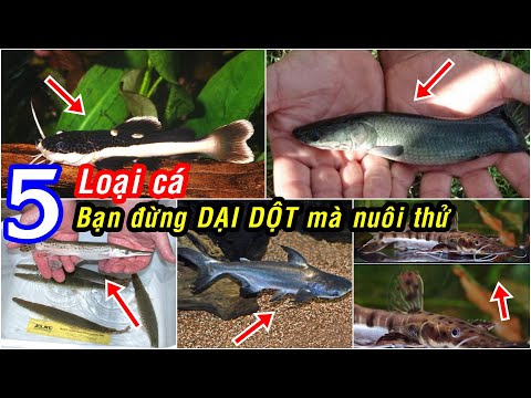 Video Bạn đừng DẠI DỘT mà nuôi 5 loại cá này. Sau này hối... - youtube