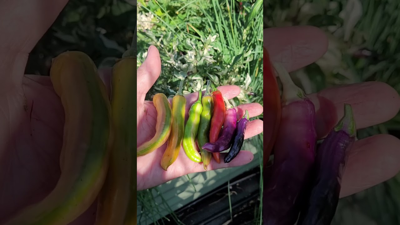 The Colors of Midwest Kansas Chaos Peppers