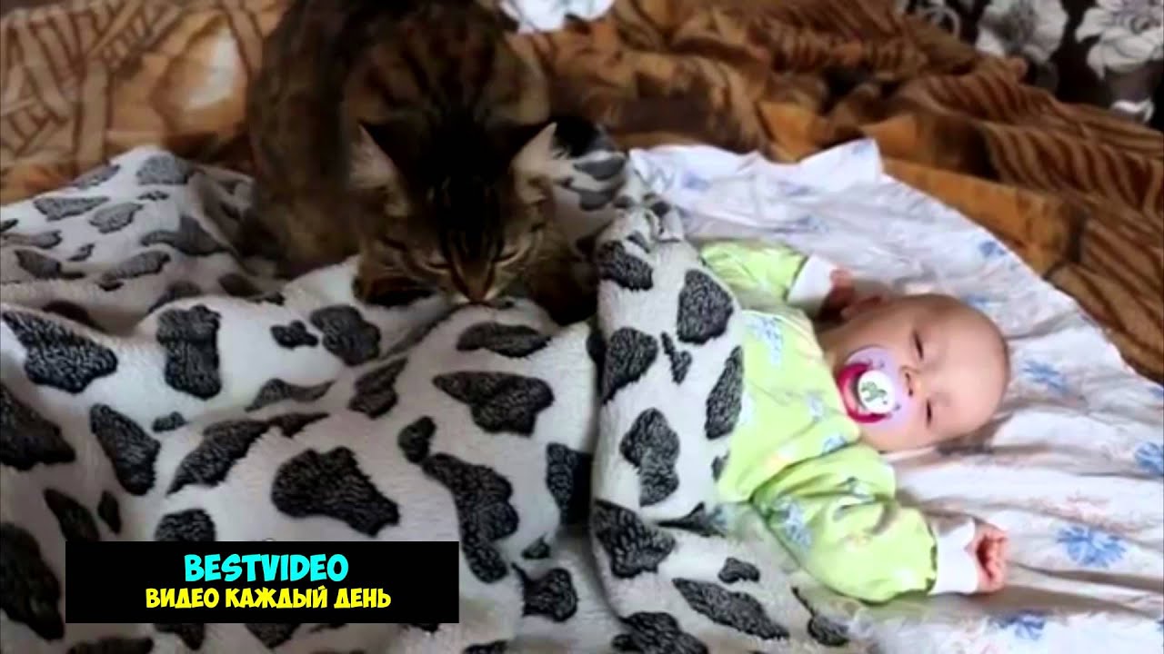 Кошка убаюкивает грудного ребенка. - YouTube
