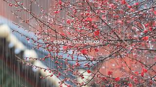 Red Comfort at the Mountain Temple: Spring Rain on Plum Blossoms | ASMR for Sleep & Meditation screenshot 3