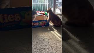 Box fight #adoptdontshop #cat #orangecat #cats #pawwarskitty #rescuecat