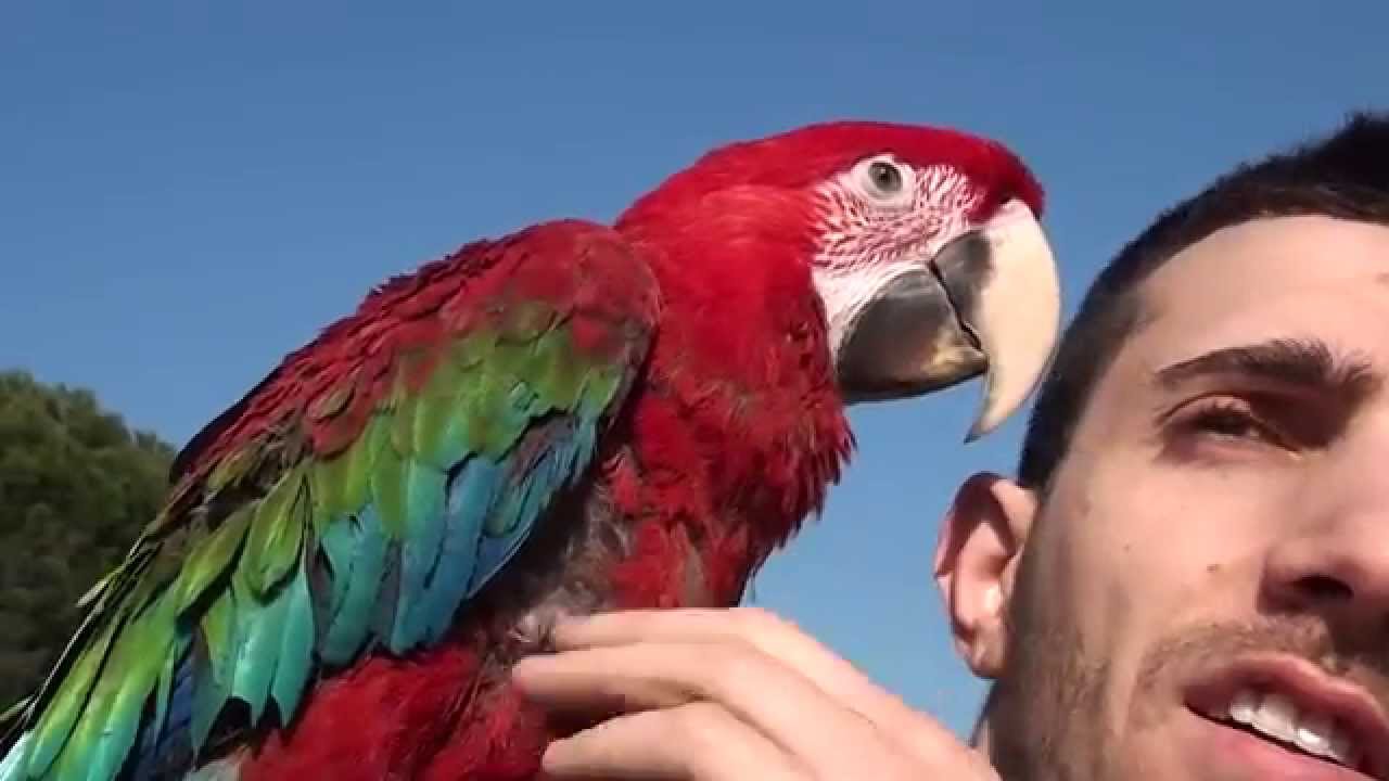 Scarlet Macaw Parrot Hybrid Ara Amazon Video Youtube