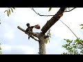 Top 10 Extremely Dangerous Tree Felling Fails ! Trees falling into House