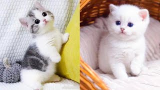 Baby Cats - Cute and Funny Cat Videos Compilation by DJ REAT REMAX BLOGGER 2 views 1 year ago 5 minutes, 41 seconds