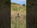 Wallaby hides in long grass, smart marsupial #marsupials #australiananimals #cuteanimal #wallabies
