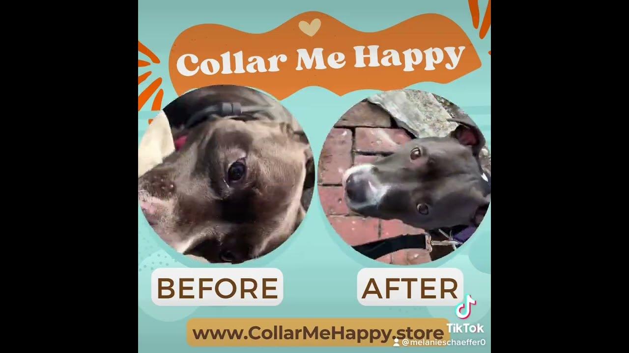 Watch this BEFORE and AFTER video and see how Collar Me Happy calming collars work immediately
