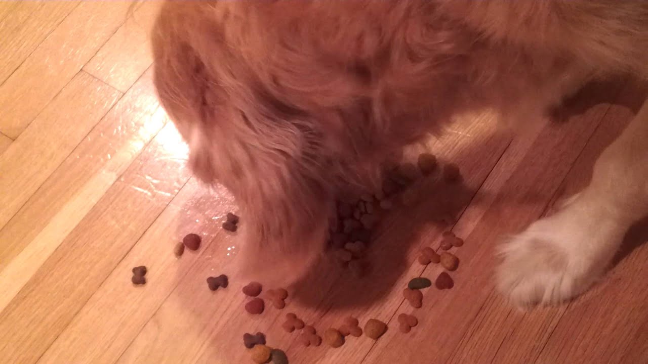 Amazing Golden Retriever obeying commands! YouTube