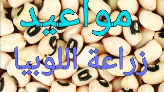 مواعيد زراعة اللوبيا