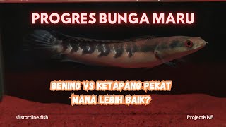 Update Progres Channa Maru Riau, Part 2