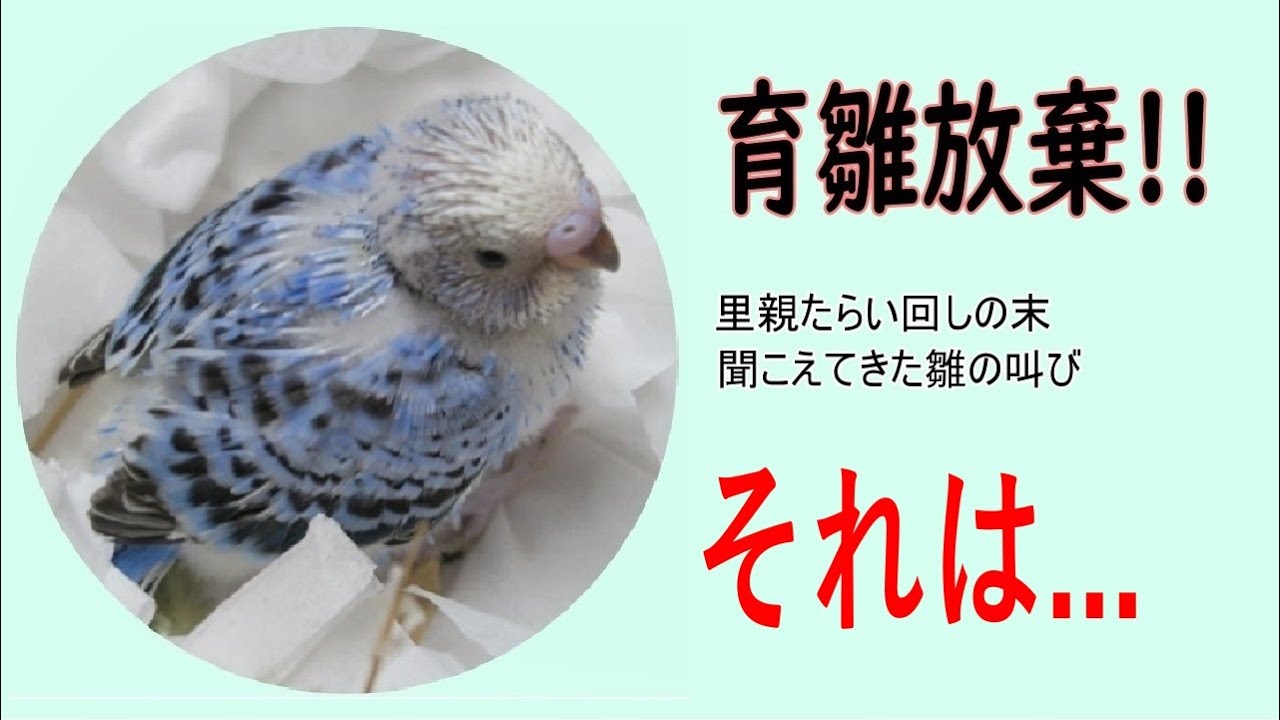 セキセイインコ 雛 】里親巡ってたらい回し!つぶらな瞳が私を見つめた