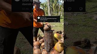 Harga Kopra Saat Ini Bertahan Di 16000kg kelapa coconut