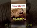 ビュッフェのような草原!? トラが見た“新世界”とは？ #サバンナ #野生の世界 #動物ドキュメンタリー #トラ #自然