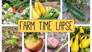 Garden Time Lapse A Journey From Seed To Harvest