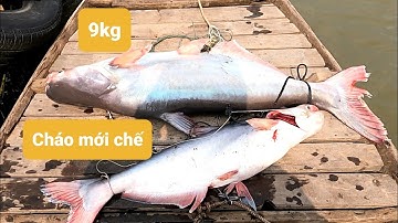 Câu cá tra #02. Cốt Xương Cá 1 tiếp tục lên hàng khủng. Liên hệ mua mồi câu: 0987399544