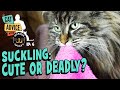 Cats that suckle: Is it Pica?