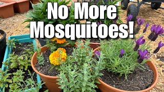 5 Plants That Will Keep Mosquitoes Away FOREVER!