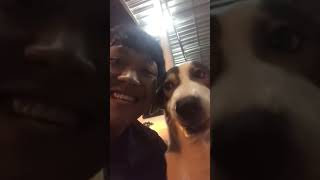 Dogs Who Definitely Didn't Do It (Spoiler: They Did)