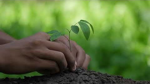 Hand holding young plant tree on fertile soil in garden   Free HD Video Clips & Stock Video Footage
