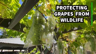 Protecting Grapes on a Backyard Grape Vine from Wildlife by Gavin and Kim 1,019 views 3 years ago 7 minutes, 48 seconds