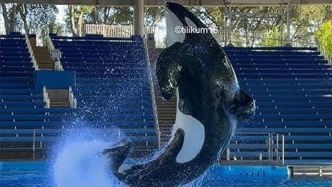 Orca Encounter (Amazing Ky) Nov 6, 2025 - SWT