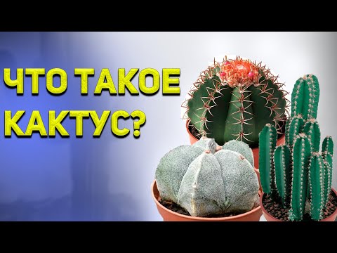 Видео: Что такое кактус-колонна: выращивание перуанского яблоневого кактуса в саду