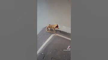 Spicy Newborn Bearded Dragon 