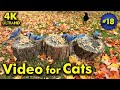 4k tv for cats  windy fall day  bird and squirrel watching  18