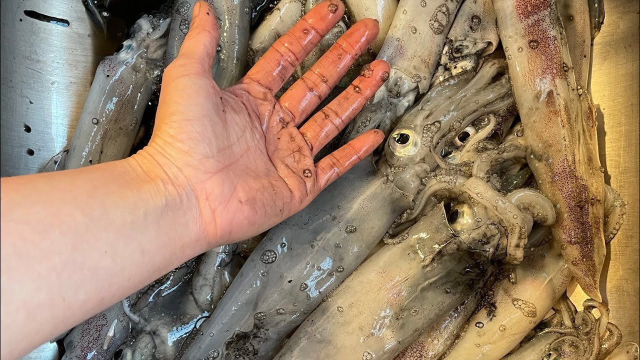 Squid fishing at night in Rhode Island USA. 🇺🇸 The best time for 🦑