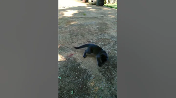 Smokey playing outside