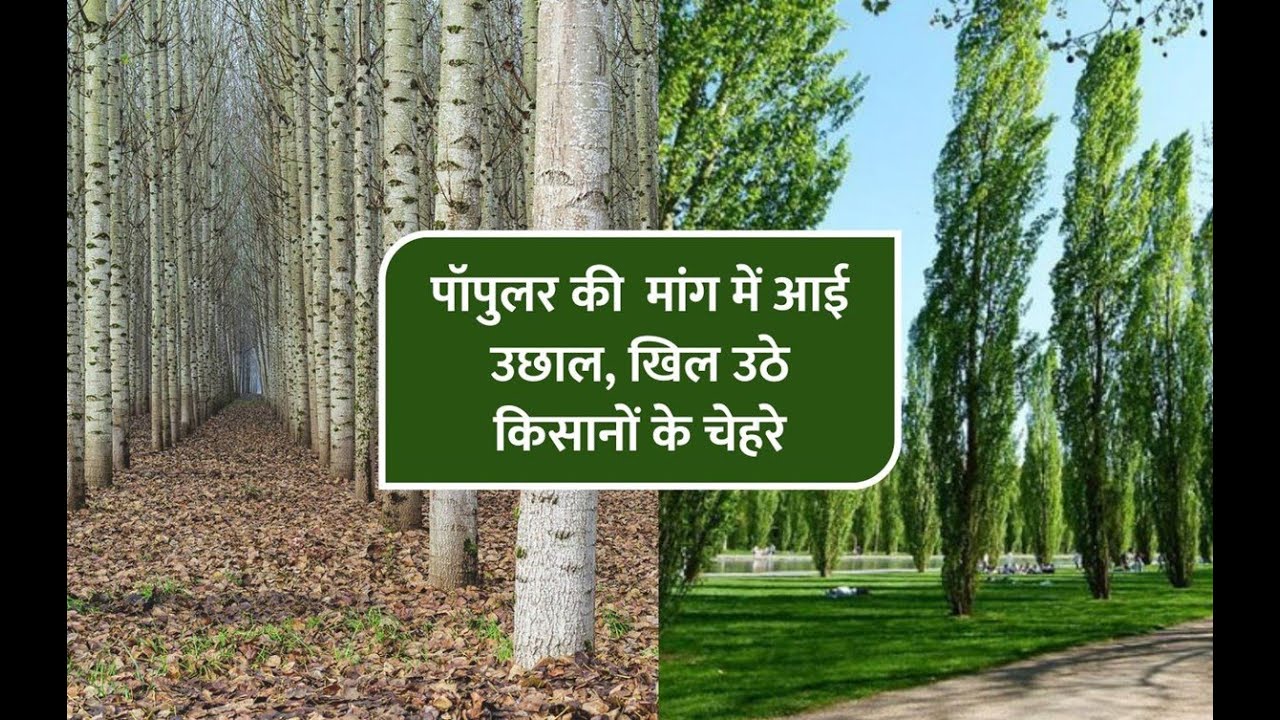 Poplar Tree Farming In India poplar-tree-farming-in-india
