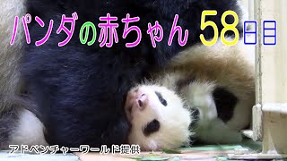 アドベンチャーワールド　パンダの赤ちゃん 58日目