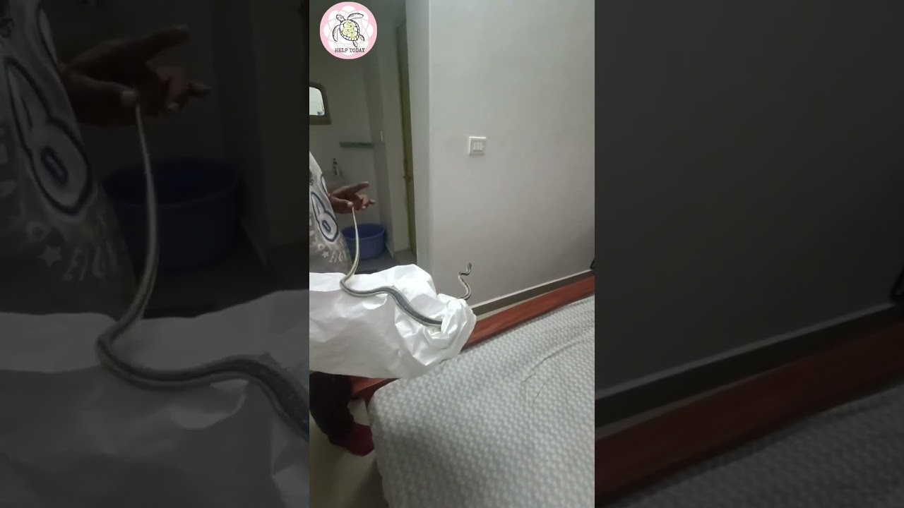 These types of snakes are mostly tree-dwelling snake 